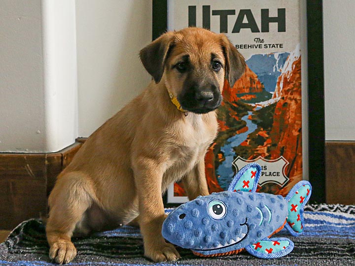 chinook puppy